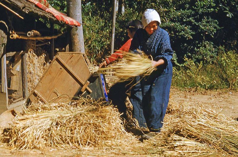 1952-3 Japan 125 Threshing Rice.jpg